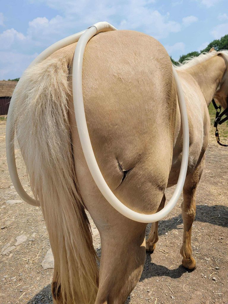 MagnaWavePEMF Xl Wave Wings attachment being used on a horse's hind legs