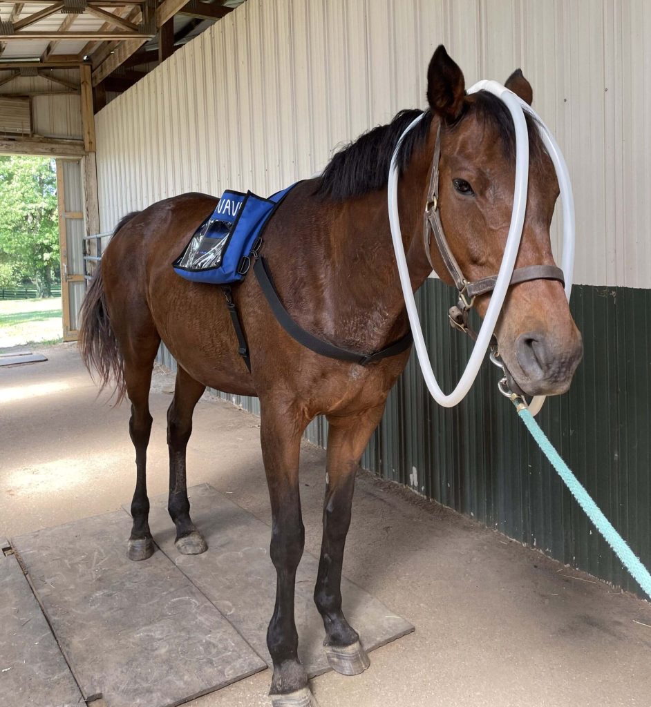 A horse receiving PEMF therapy via MagnaWavePEMF Spiro klick or pulse machine with the XL Wave Wings attachment