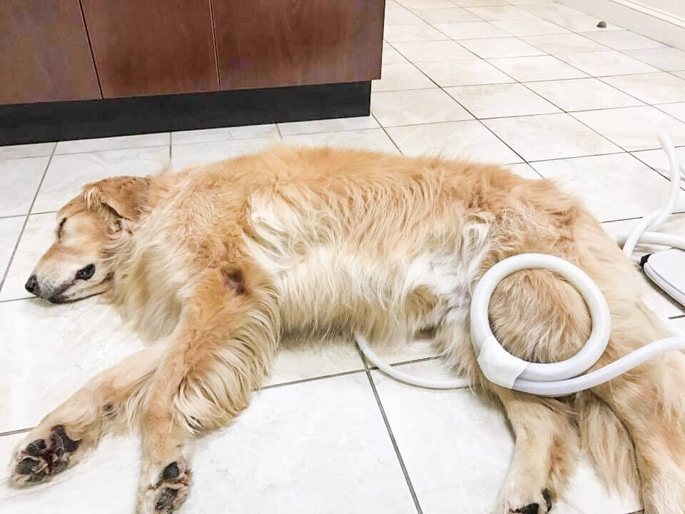 A dog laying asleep while receiving PEMF therapy to its lower hind leg via the MagnaWavePEMF Butterfly Loop attachment