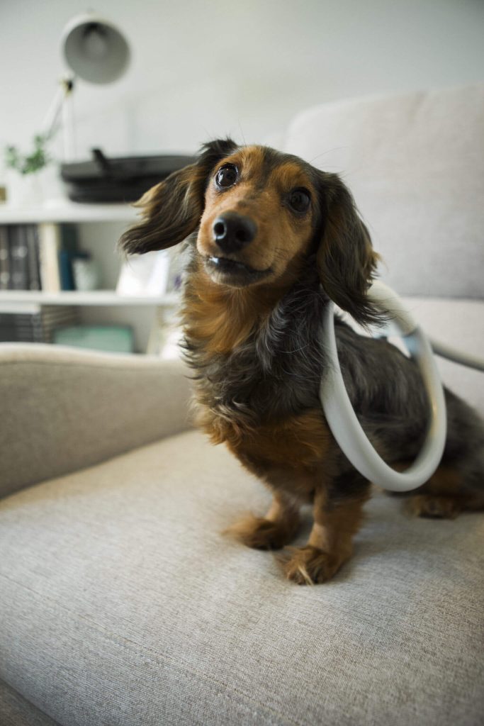 A small dog with the MagnaWavePEMF Butterfly Loop attachment on its back