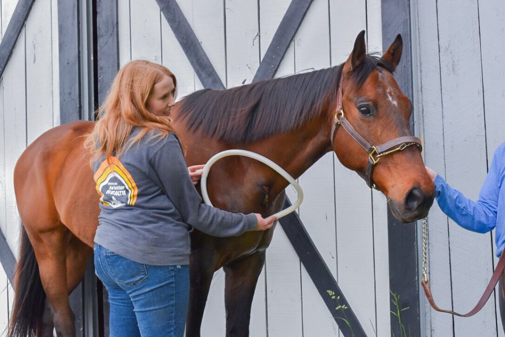 A woman applying PEMF therapy to her horse's chest wound using the MagnaWavePEMF Large Loop attachment