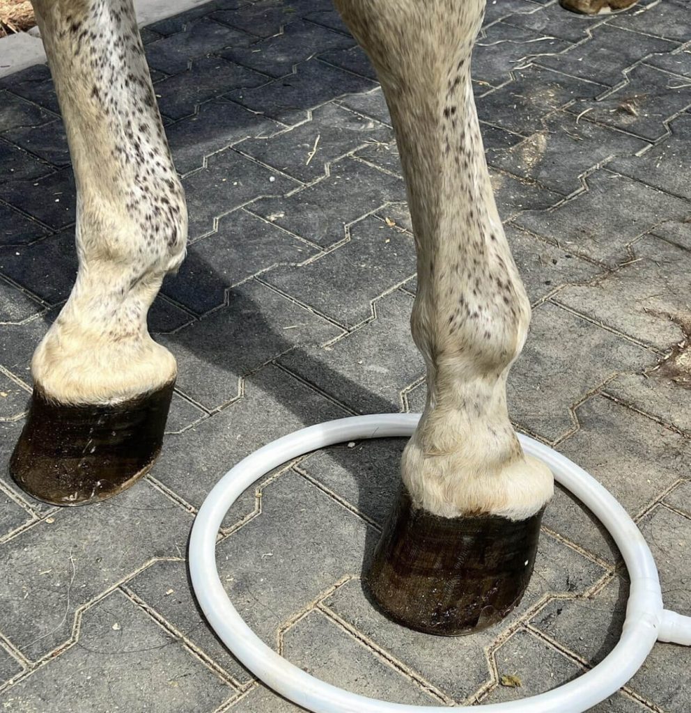 A horse with its hoof in the MagnaWavePEMF Large Loop attachment