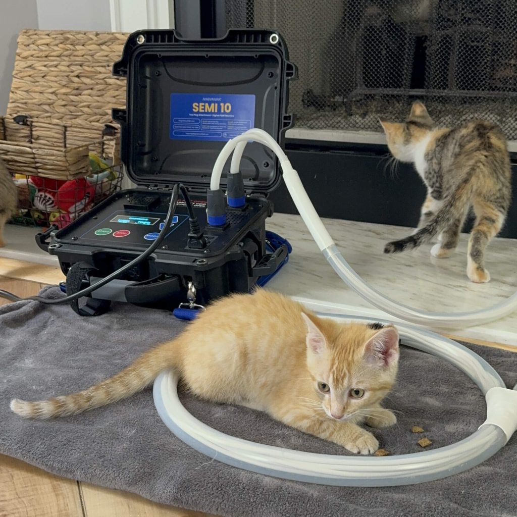 A kitten laying down in a MagnaWavePEMF Large Loop attachment that's connected to a Semi 10 machine, undergoing PEMF therapy