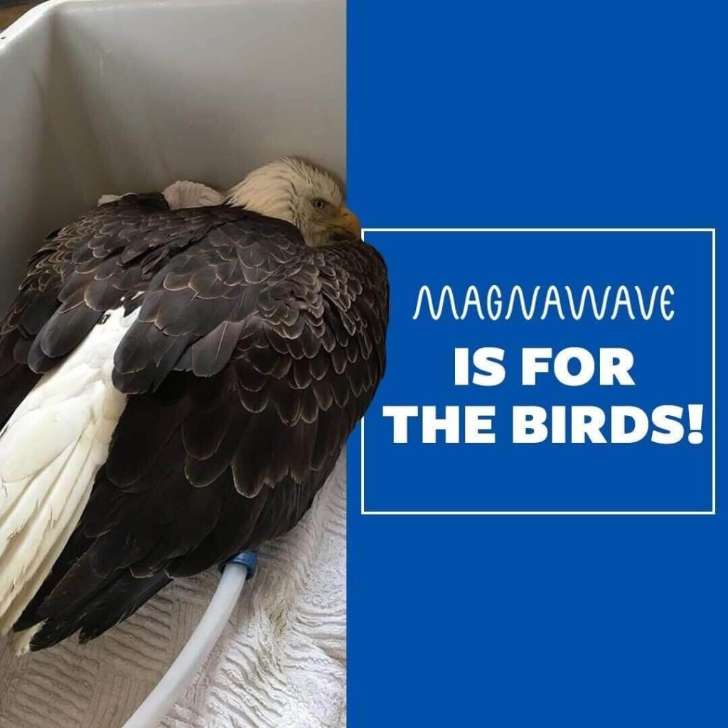 A picture showing an eagle on the left side, with a graphic on the right saying "MagnaWave Is For The Birds!" For use by MagnaWavePEMF