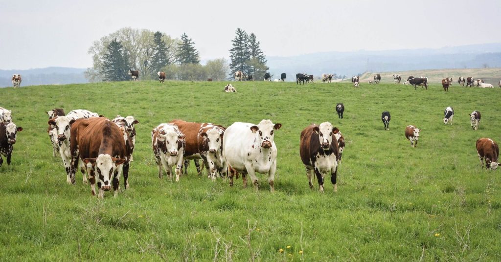 Many cows standing in a grassy field. Picture used by MagnaWavePEMF
