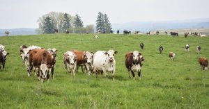 Many cows standing in a grassy field. Picture used by MagnaWavePEMF